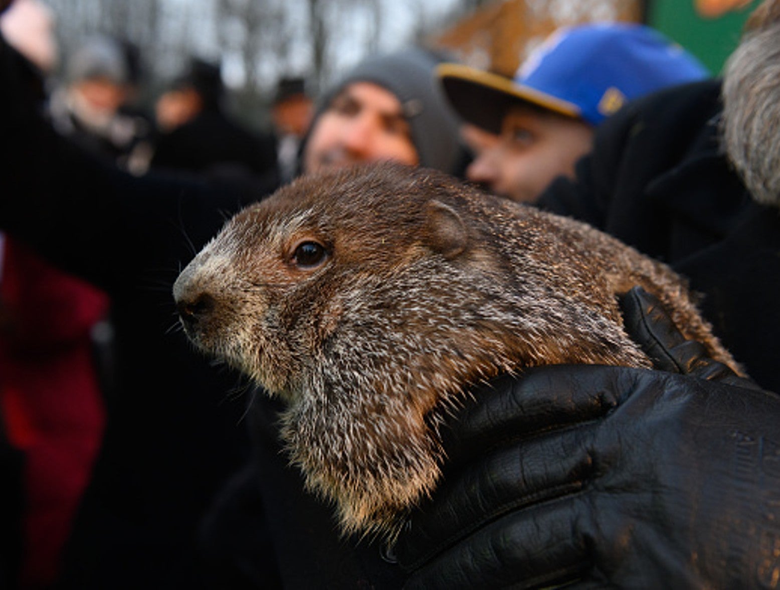 Peta Wants Punxsutawney Phil To Be Replaced With Giant Coin