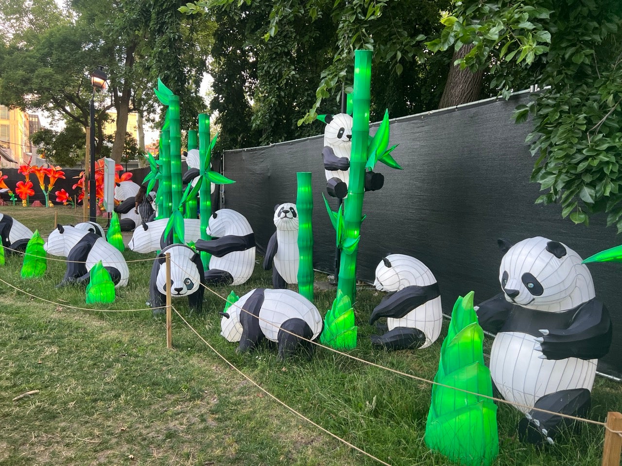 A group of panda lanterns lit up in the daytime black and white, with green plants to climb and add color to the scene. Some of the 19 pandas at the festival.