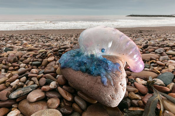 Jersey Shore Jellyfish are popping up this summer.